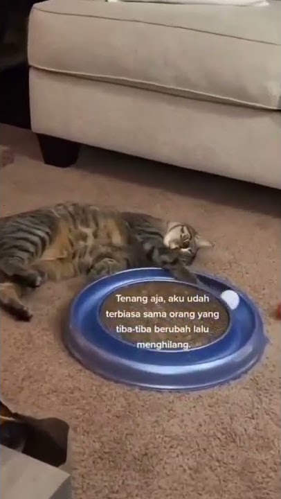 STORY WA TERBARU AESTETHIC- TREND TIKTOK||RAJA BUCIN#storywa