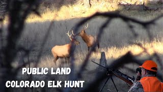 Public Land Colorado Backcountry Elk Hunt