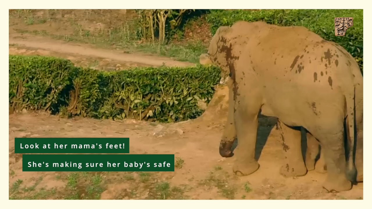 asian nature conservation foundation Mother elephant with her baby in Valparai, India