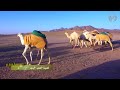 برنامج العساس العسيلة الهضب الجنوب 8 6 1441 هـ