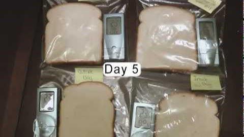 Bread mould one month time lapse - effect of water.