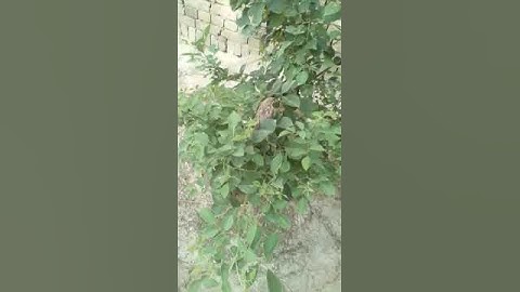 sparrow kids video#short#youtube#subscribe#sparrow #