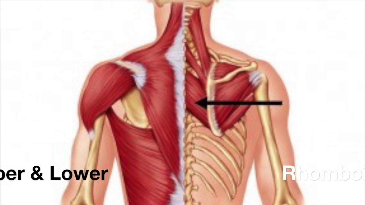мышцы спины анатомия человека. фасции трапециевидной мышцы спины. ромбовидная и трапециевидная мышцы. мышцы шейно плечевого пояса. мышцы лопатки анатомия.