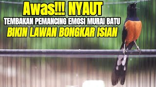 PANCINGAN EMOSI MURAI BATU ISIAN PANJANG,SEKALI PANCING LANGSUNG NYAUT‼️