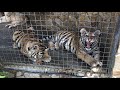 Тигренок-игруля! Тайган. Tiger cub loves to play in Taigan in Crimea!