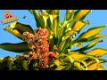 Floração da Dracena Pau D'Água | Gutejando