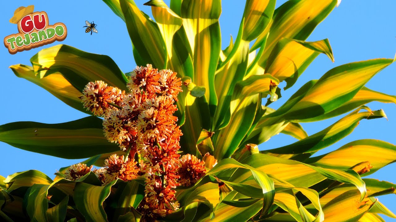 Floração da Dracena Pau D'Água | Gutejando
