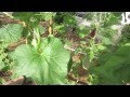 Garden Nutrient Deficiencies - Jim
