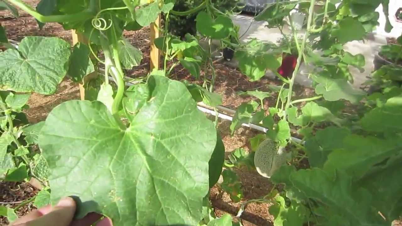 Garden Nutrient Deficiencies - Jim