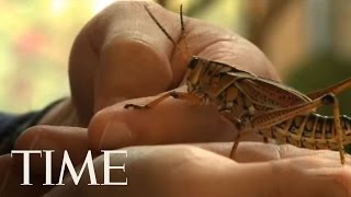 Giant Insect Ambassadors for the Rainforest | TIME