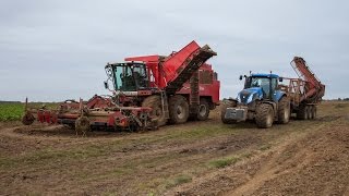 Holmer Agrifac HexxTraxx 12 row - sugar beet harvest - arrachage betteraves 12 rangs