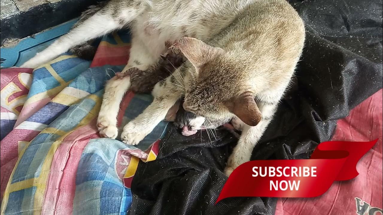 Cat Giving Birth Cat after Giving Birth To 7 Kittens The Secret
