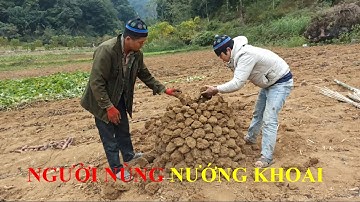 Đây Là Cách Người NÙNG Nướng Khoai Lang Thang ở Ngoài Đồng. Vui Vẻ Trở Về Tuổi Thơ ở Cao Bằng
