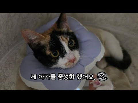 애기들 중성화 했어요.🐈🐈‍⬛🤍 #고양이 #고양이집사 #턱시도냥복점 #실방 #고양이방송 #야옹 #cat #cats