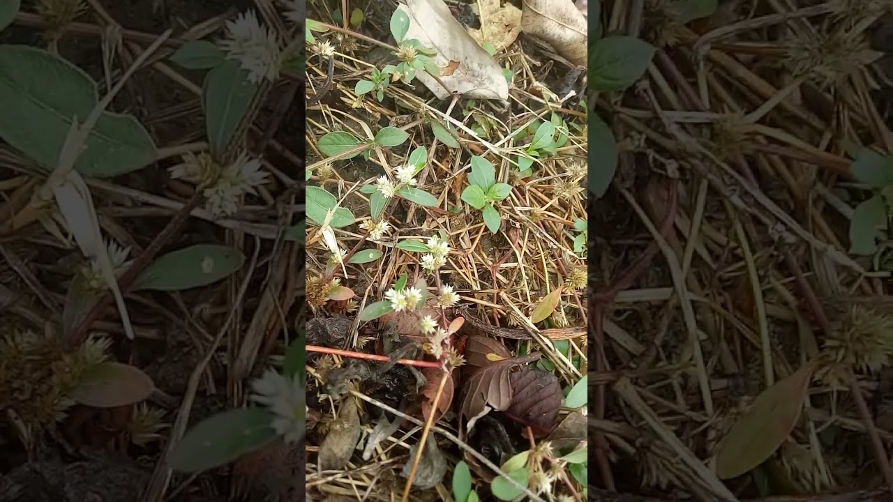 Alternanthera sessilis (Amaranthaceae family)