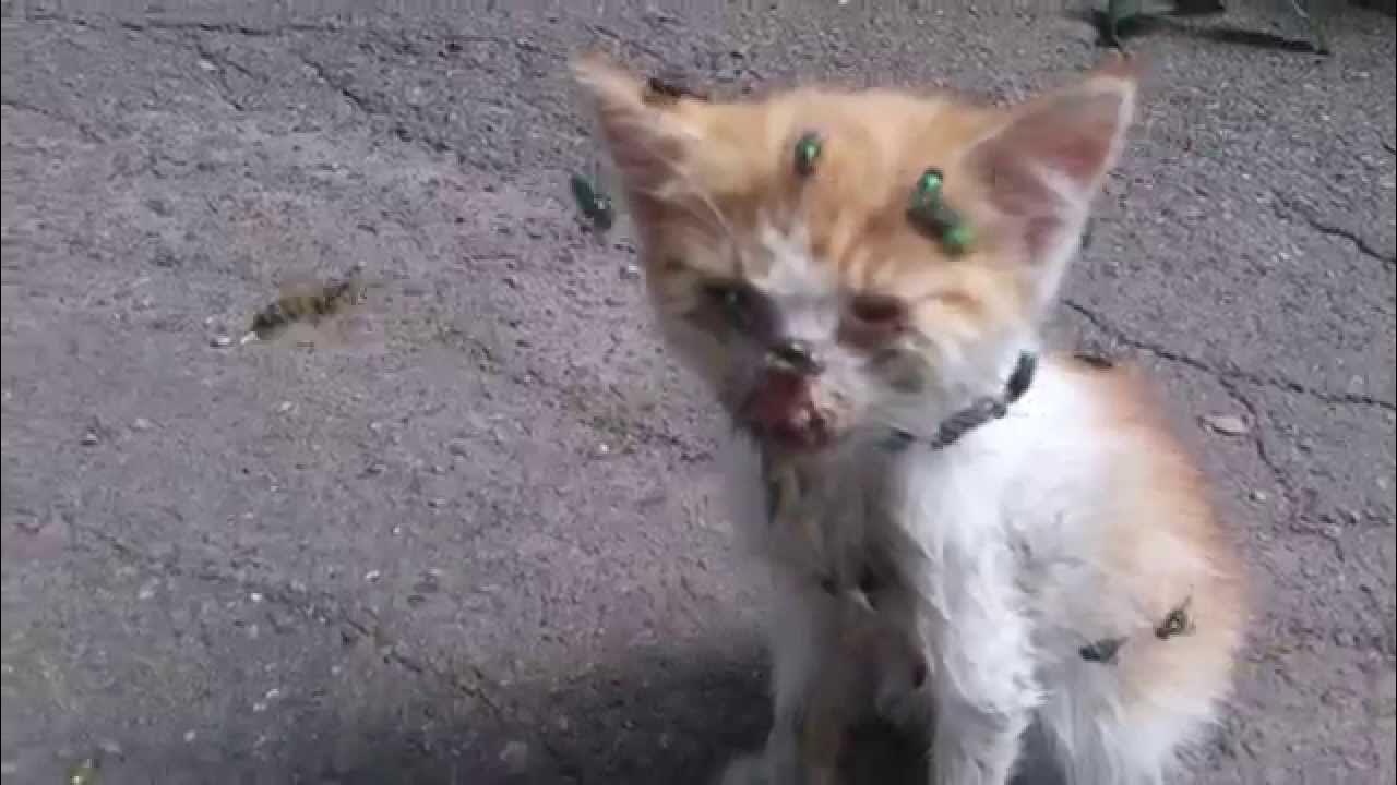 Гнилой кот. Гнилой кот. Гнилой кот. Гнилой кот. Гнилой кот.