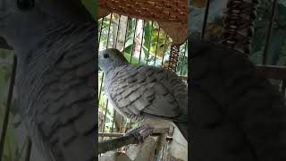 SUARA PERKUTUT BIKIN MERINDING