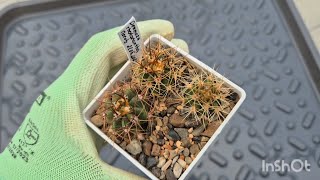 :       #cactus #plants #kaktus 