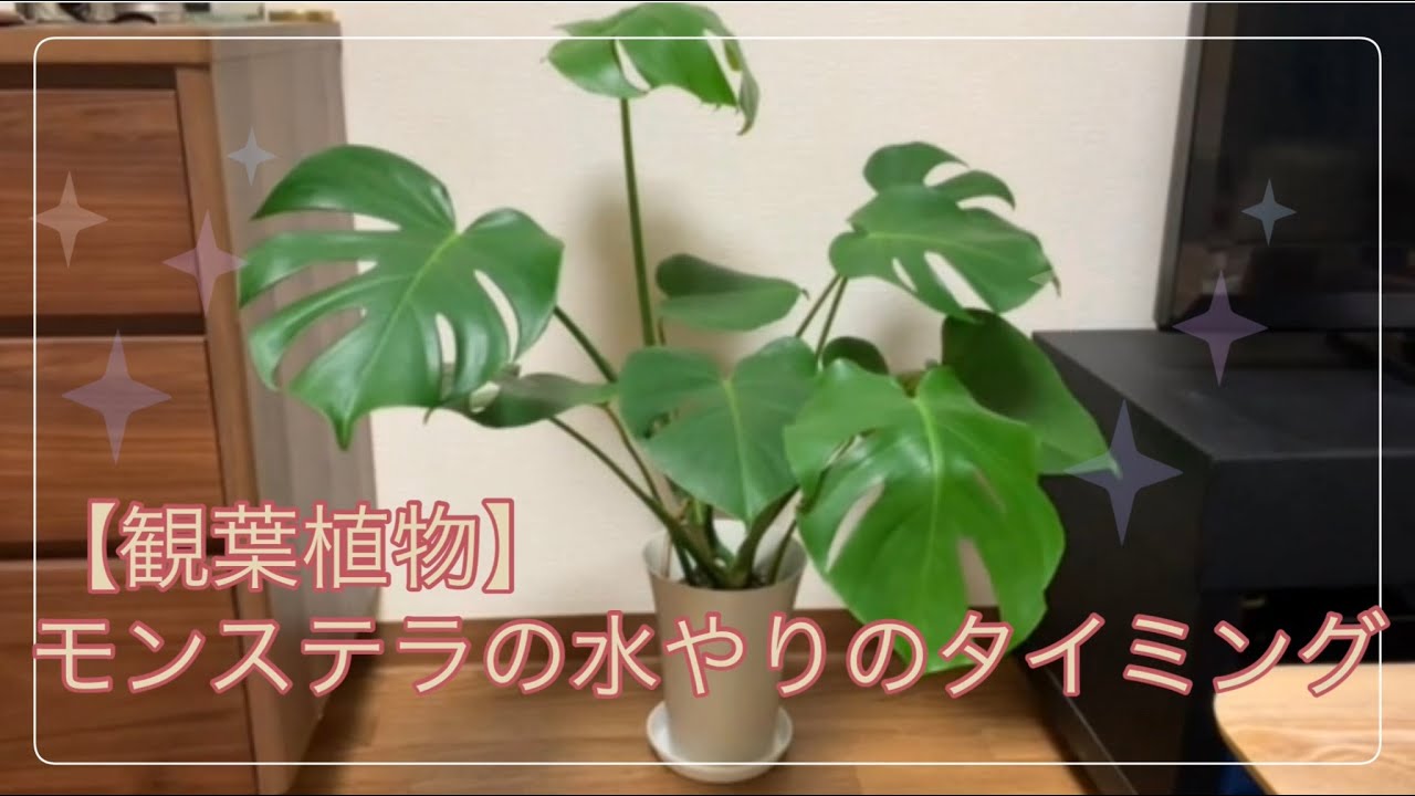 観葉植物 モンステラの水やりのタイミング Youtube