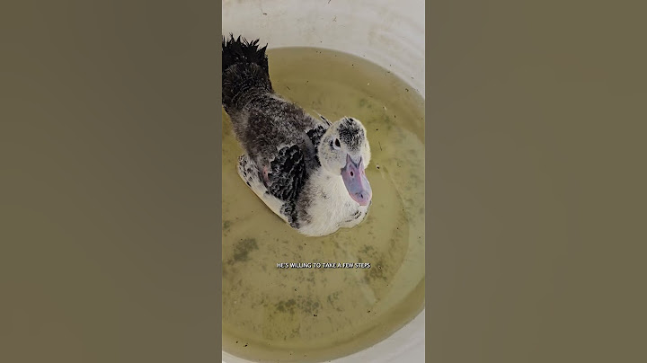 Bucket duck therapy day 3