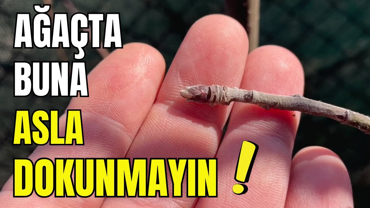 Как обрезать деревья — украсьте свой сад лучшими приемами и советами!