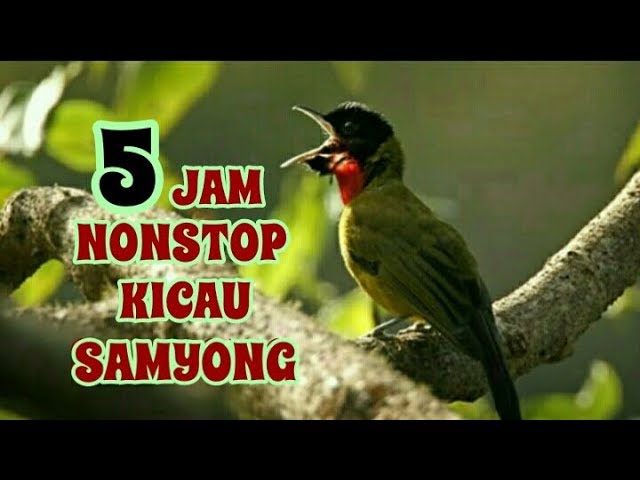 Full Kicau Samyong Nonstop 5 Jam Sangat Cocok Buat Pancingan Burung Kesayangan Anda class=