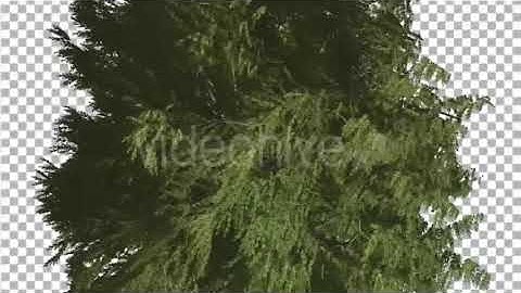 Western Red Cedar Evergreen Crown of Tree | Motion Graphics - Envato elements