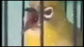 PLECI GACOR ISIAN KENARI - RAPAT - COCOK BUAT MASTERAN #plecigacor #masteranpleci