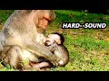 MEANING FULL_WEANING MILK...!! BABY MONKEY JIN CRY AND HURT WONDER WHY MOM NOT GIVE MILK.