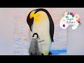 Penguin & Chick Acrylic Painting LIVE Tutorial