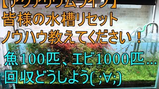 【アクアリウム】皆様の水槽リセットノウハウ、教えてください！