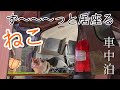 人に慣れすぎた三毛猫！夏の車中泊ソロキャンプ！【野良猫】