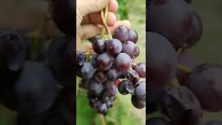Lets Harvest Grapes , Harvesting Grapes In The Farm