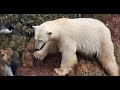 This Hungry Polar Bear desperately Climbed a Cliff for Eggs… But the Ending Was Tragic#animallife