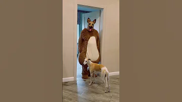 Funny Dogs Guard The House And Bark Ferociously Marble Truck 