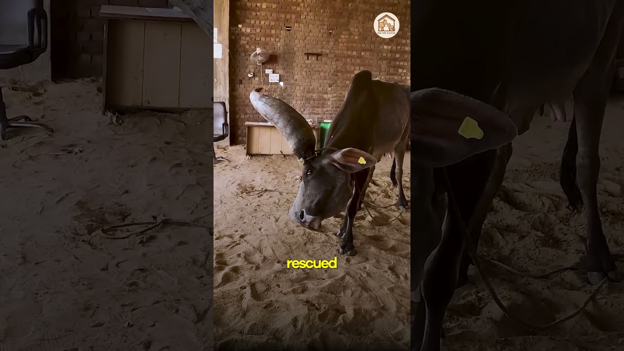 From Stray to Family — The Journey of a Rescued Cow