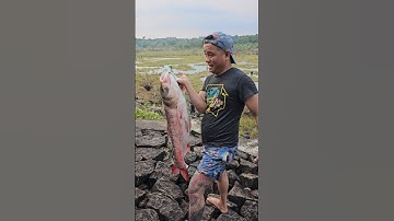 Lần Đầu Tiên Thấy Con Cá Tra Khổng Lồ Thế Này #shorts #fandalatvlog #fishing #fis #fishingvideo