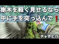真っ黒に見える樹木に光と風を入れる剪定【チャボヒバ】造園初心者用の雑談あり