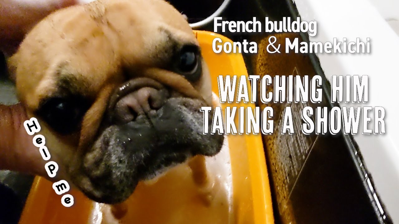 French bulldog watching them taking a shower Japan YouTube