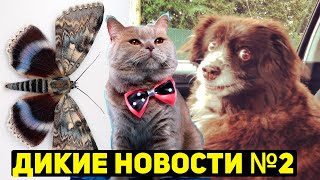 СОБАКА ИЗ АДА, КОТ-ПРИЗРАК, БАБОЧКА-МУТАНТ. ДИКИЕ НОВОСТИ №2!