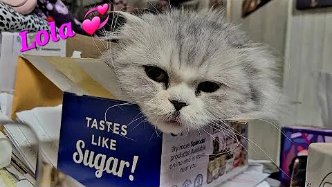 Watch the video about Lola The Scottish Fold Is Such A Beautiful WEIRDO! EXPLAIN This To Me!