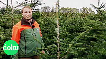 Wo mit wurden die Weihnachtsbäume im 15 Jahrhundert geschmückt?