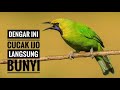 Masteran Cucak Ijo Di Jamin Ampuh Mp3 - Mp4 Download