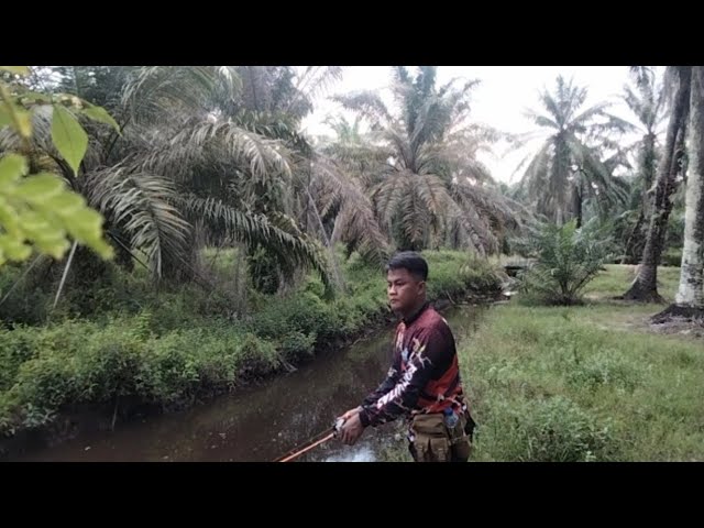 Mancing di Spot Dekat Rumah, Gak di Sangka Sambaran Gabusnya. class=