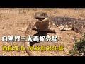 自然界三大毒蛇克星，究竟有多生猛，直接生吞，吃蛇就像嗦粉一样【涛叔牧渔场】