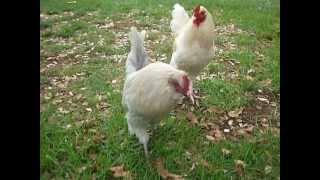 Rooster Crowing Loud In The Early Morning Full Video