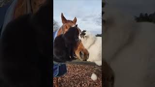 A Friendship between a Horse and a Two Cats