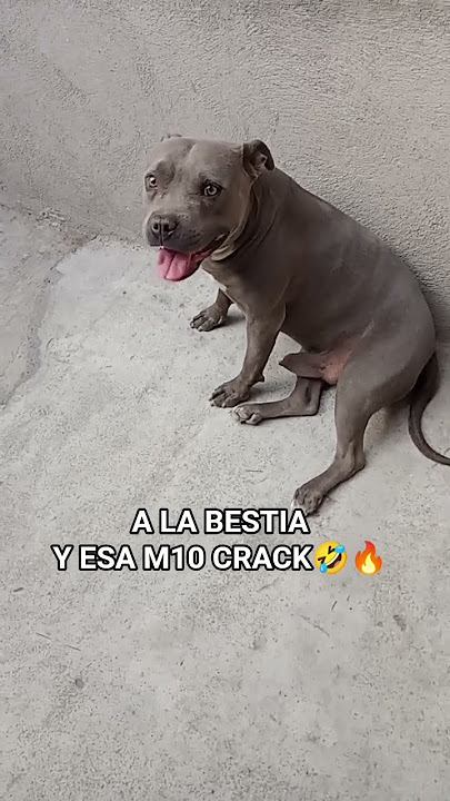 A la bestia y esa m10 🤣🔥