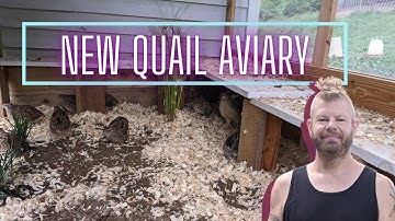 New quail aviary built out of reclaimed materials.