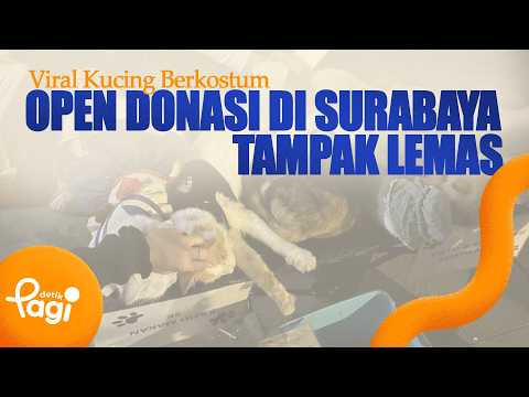 [detikPagi] - Viral: Cat in Costume Used for Donations in Surabaya Appears Lethargic